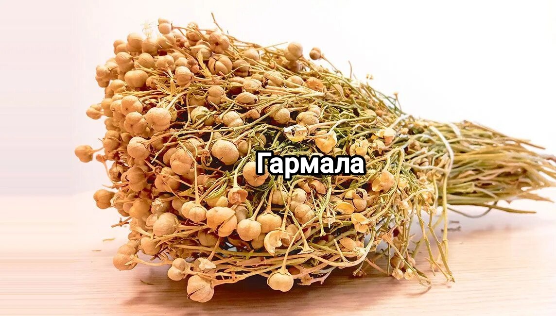 Гармала сушёная
