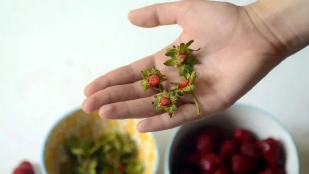 Хвостики срезаю с мясом — именно здесь весь аромат.