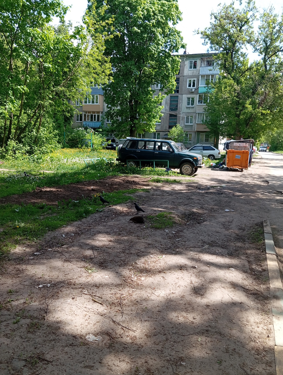 Фото автора.   На переднем плане фото -  две галки и ёжик.  Пока я доставала смартфон ,  спугнула галок и они отвернулись от ежа .