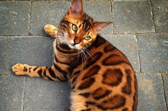 5 кошек, которые любят улицу а не квартиру