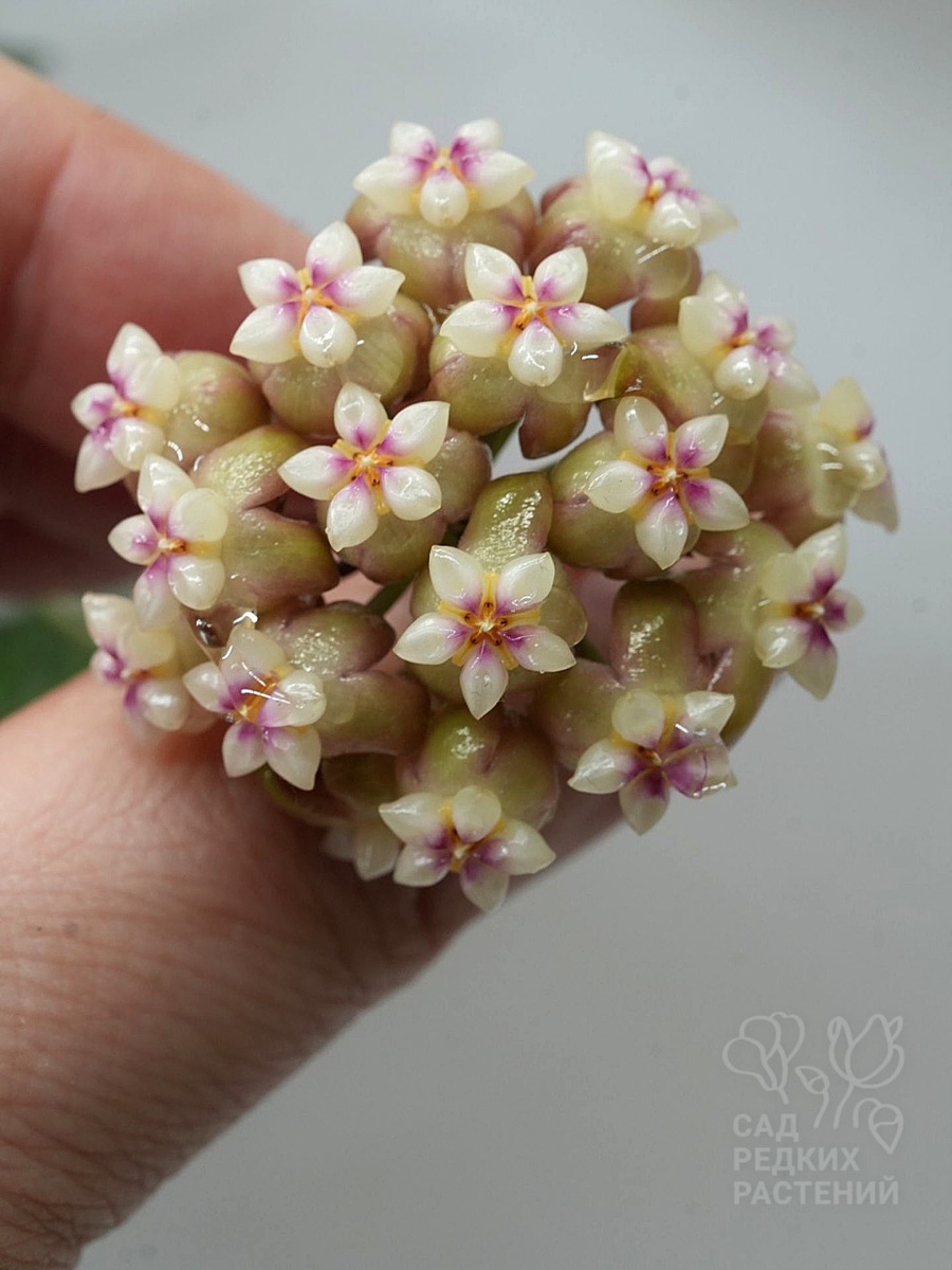 Хойя  Крассипетиолята / Hoya crassipetiolata Splash