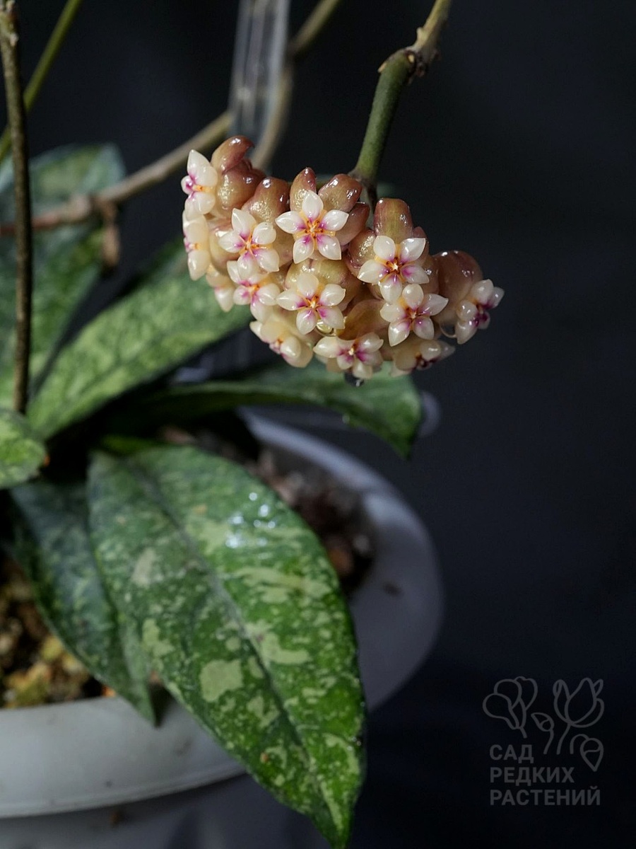Хойя  Крассипетиолята / Hoya crassipetiolata Splash