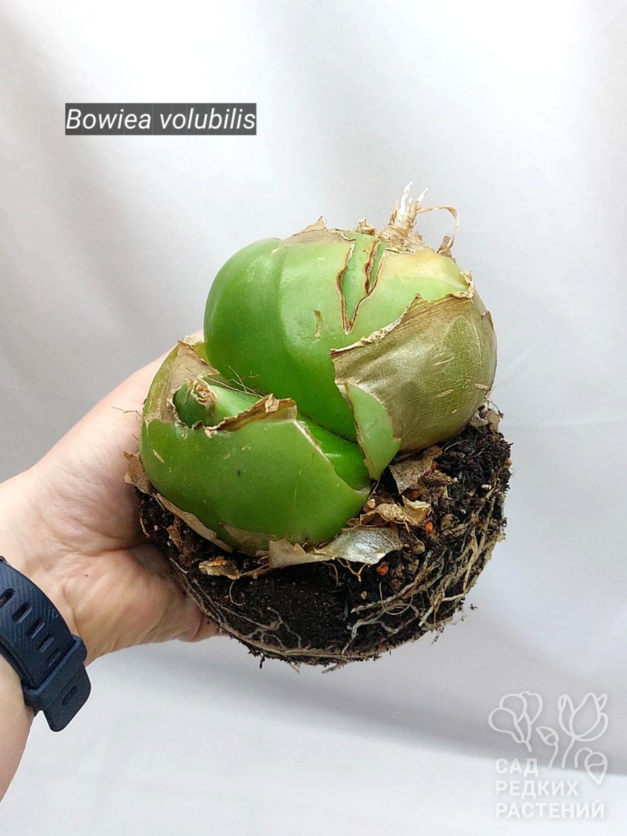 Бовиэя / Bowiea volubilis