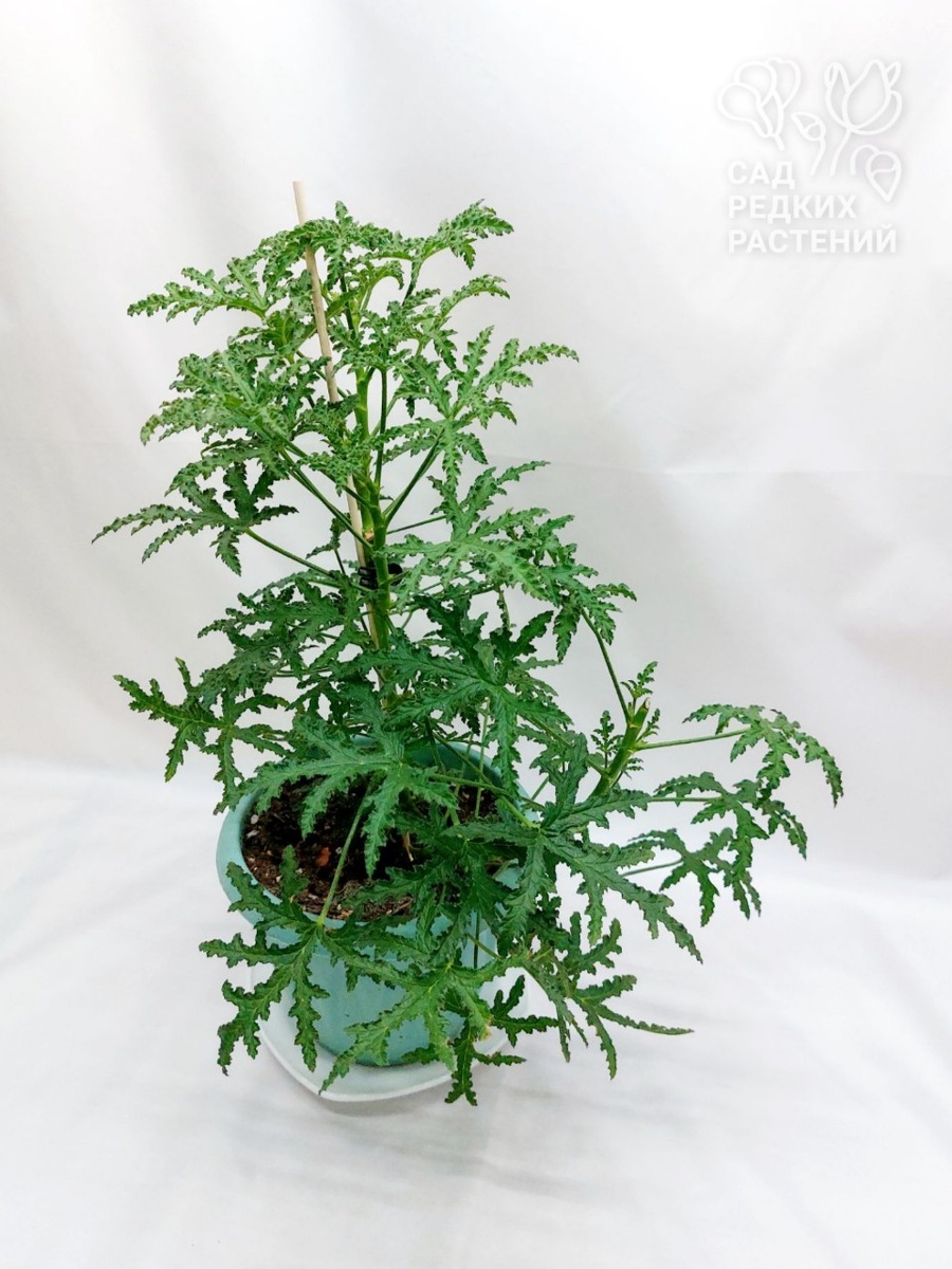 Пеларгония Pheasant’s Foot