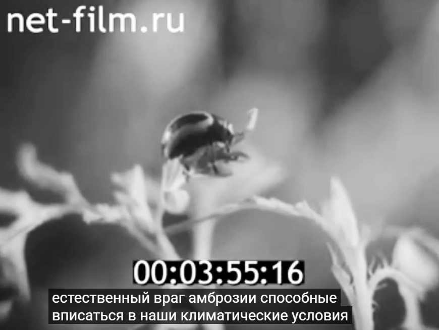 Кадр из советского киножурнала про Ковалева и амброзию