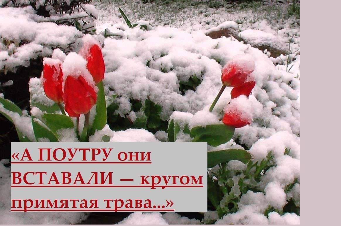 Снег выпал и примял траву...