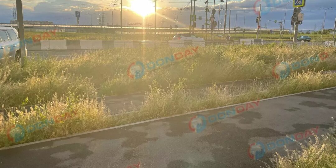 Под два метра в высоту: жители Левенцовки в Ростове вновь жалуются на заросли травы возле домов