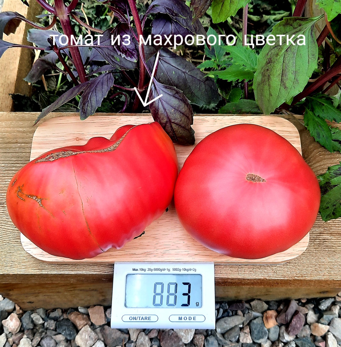 Фото автора. 2023г.