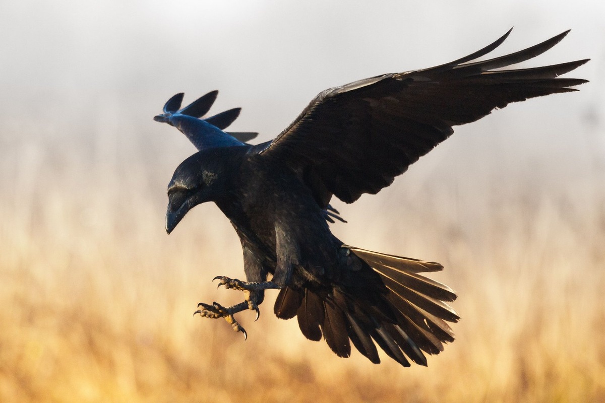    Фото: istockphoto/nieudacza