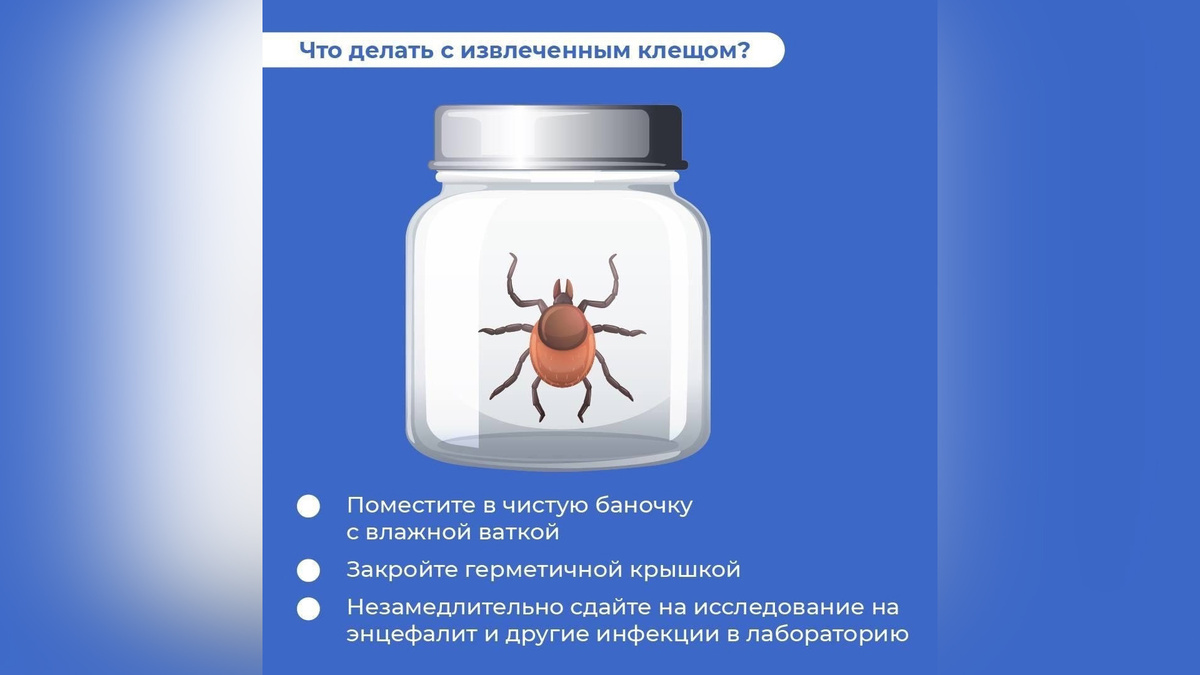    В Минздраве Башкортостана рассказали, как правильно самостоятельно снять клеща