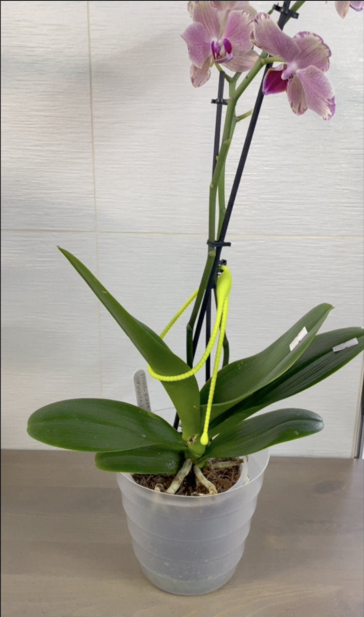 Орхидея фаленопсис Пират Пикоти / Phalaenopsis Pirate Picotee. Орхидеи С Еленой Кузнецовой