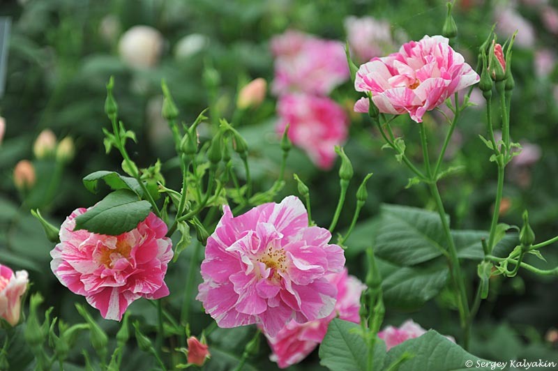 Роза The King's Rose