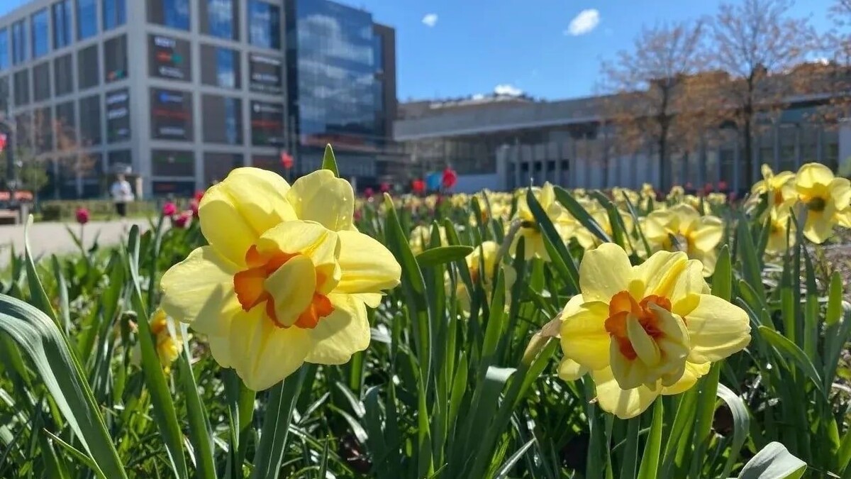   VK комитета по благоустройству Петербурга