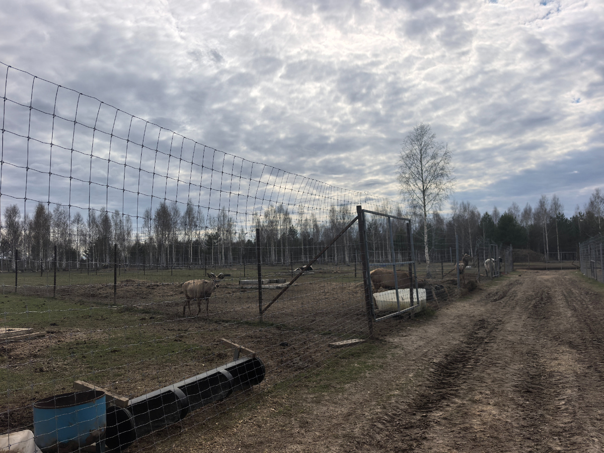 Ферма «Ивановское» в Нижегородской области: сельский туризм с оленями. Фото автора канала