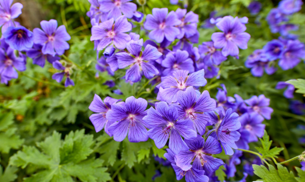 Герань величественная (великолепная) (Geranium  фото из интернета