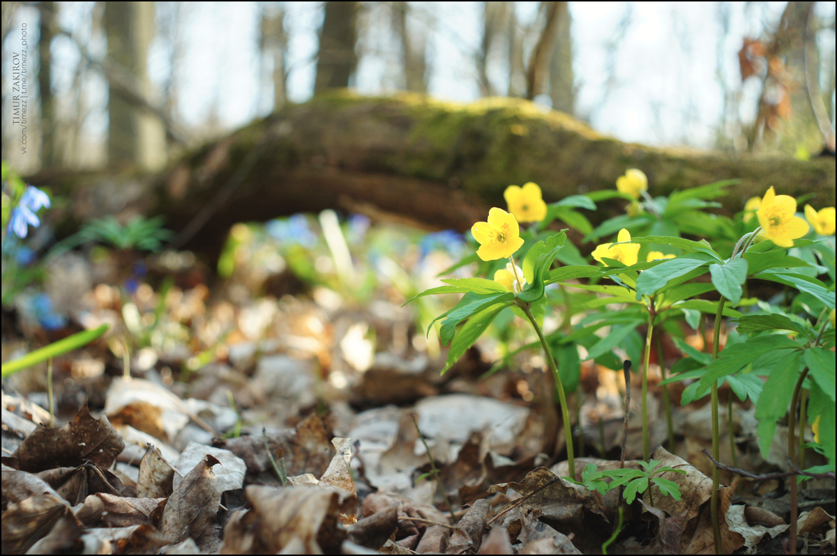 Ветреница лютичная / лютиковая / лютиковидная (Anemone ranunculoides)