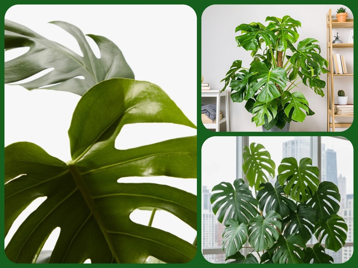 Monstera deliciosa (коллаж автора)