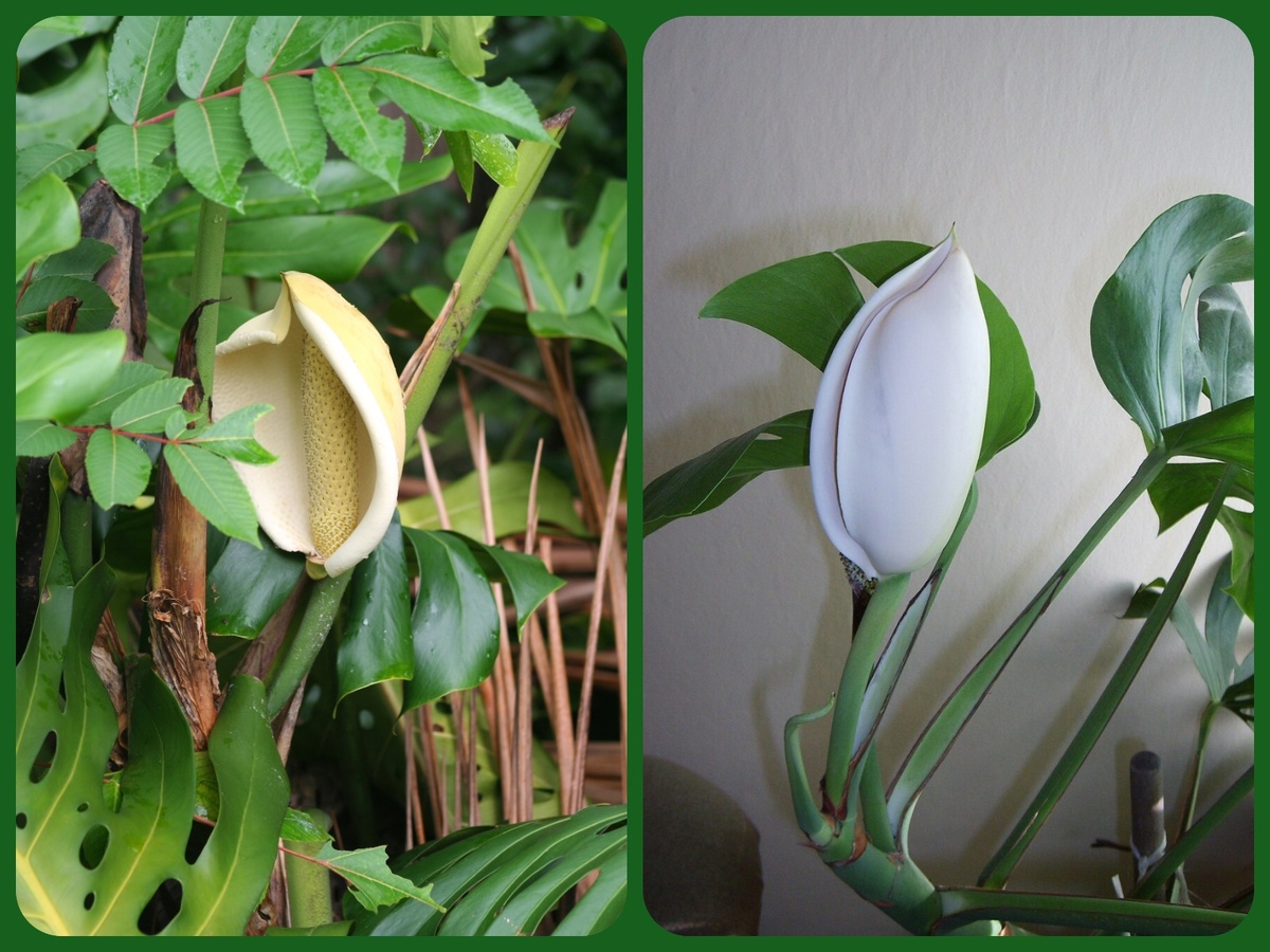 цветок https://en.wikipedia.org/wiki/Monstera_deliciosa