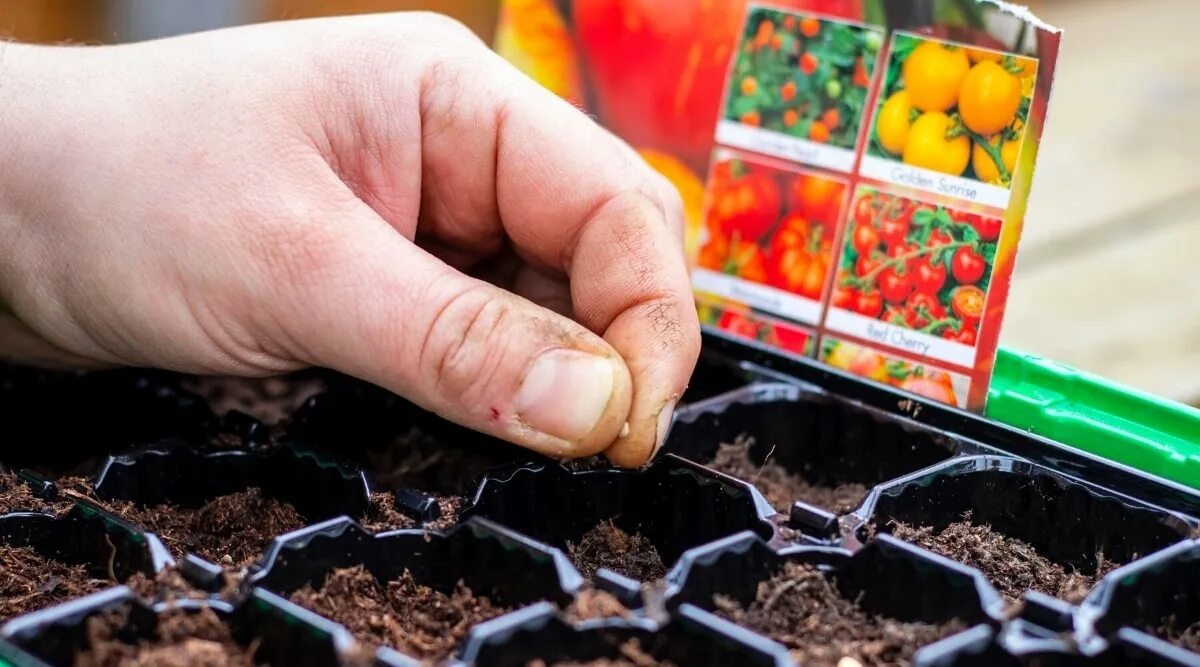 Источник: epicgardening.com