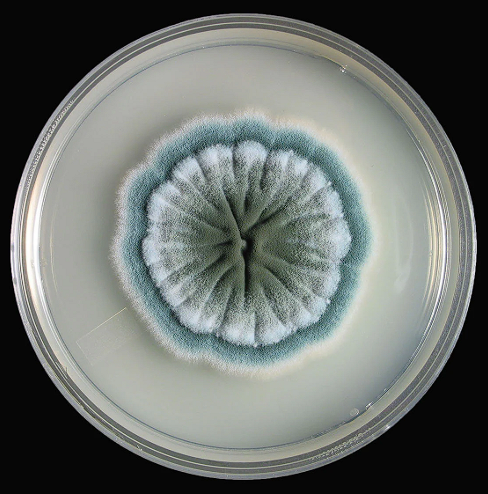 Так выглядит колония Penicillium crustosum на питательной среде. Эта зеленовато-серая пушистая биомасса - не просто испорченный продукт, а настоящая химическая фабрика, синтезирующая смертельный для стафилококка токсин.     etsy.com