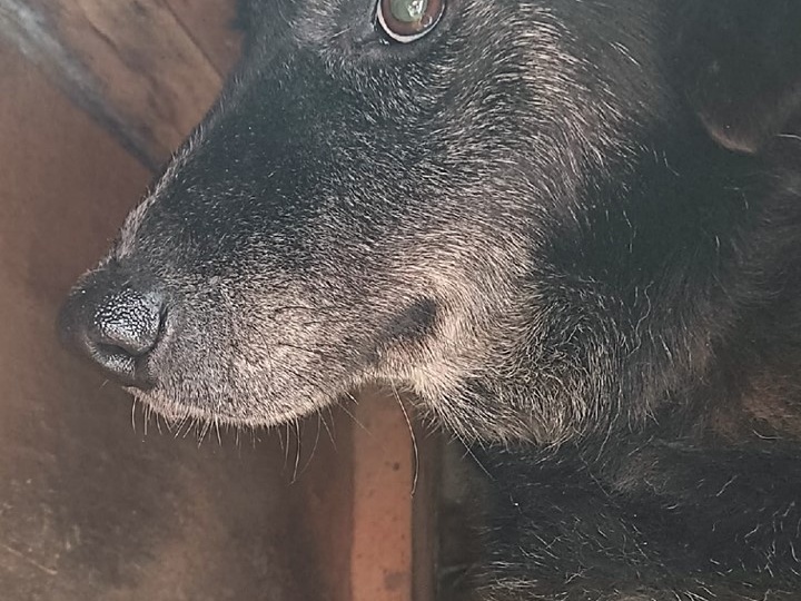 😍 Немного стеснительный, но невероятно обаятельный Марк ищет дом 🐕🏠