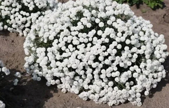 Тысячелистник птармика (Achillea ptarmica