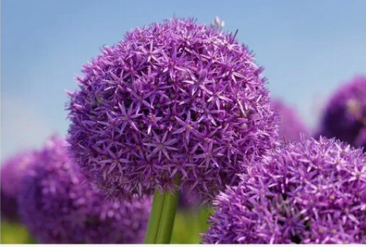Декоративный лук (Allium)  фото из интернета