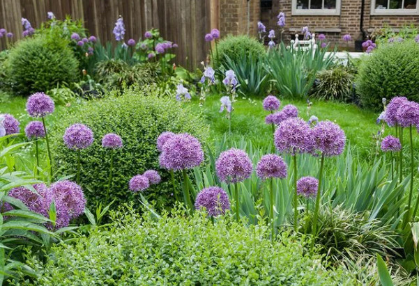 Декоративный лук (Allium) фото из интернета