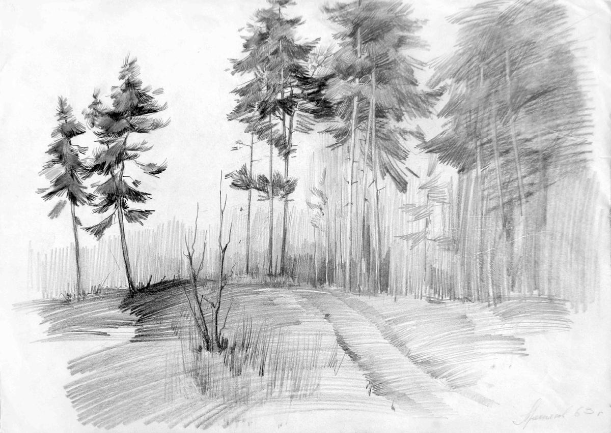 Пресняков А. С. Хвойный лес. 1963 г., бум., гр. кар., 28,6х40,3