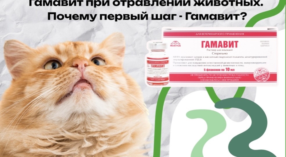 Собака съела что-то опасное, кошка отравилась растением? Почему при отравлении животных первым шагом может стать Гамавит