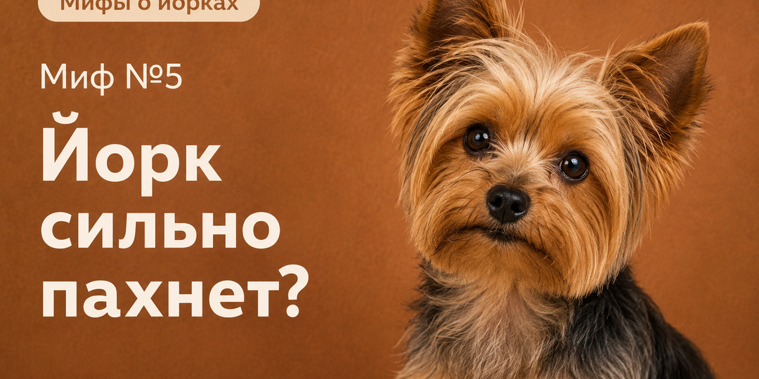Мифы о йорках. Маленькие собаки пахнут? Запах йорка.