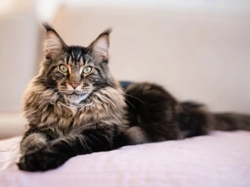 Изображение с сайта purina.ru