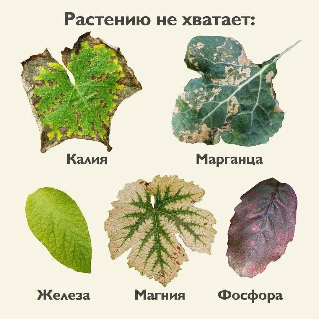 Ссылка на изображение https://avatars.mds.yandex.net/i?id=9793ac8d5905ac7a5143126f1398275f_l-5858532-images-thumbs&n=13