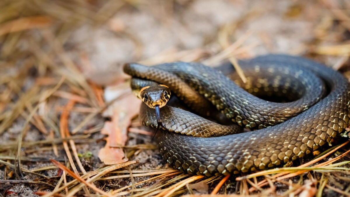    Фото: George Trumpeter/Shutterstock/Fotodom
