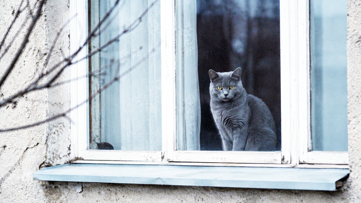 "А кошка-то чья тогда?"