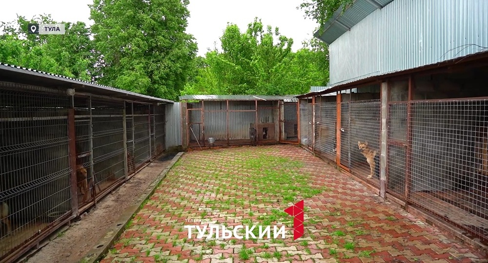 Волонтеры в Туле на свои деньги открывают приюты для брошенных животных