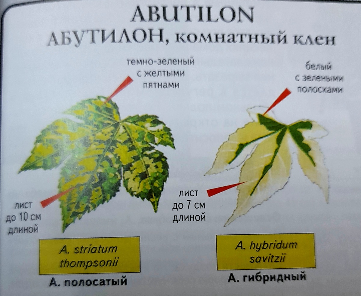 Фото автора канала из книги Всё о комнатных растениях