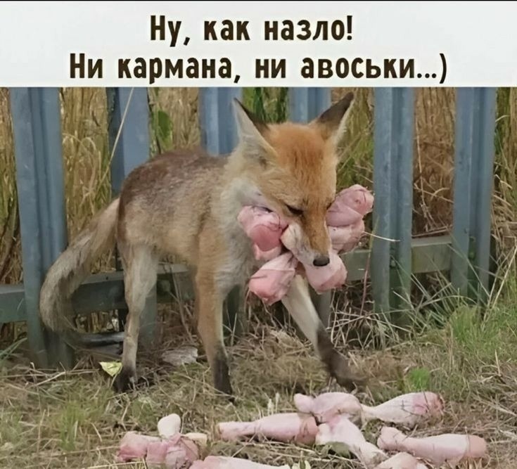 БОГ, конечно, посылает, но нужно ещё уметь и взять!😈 