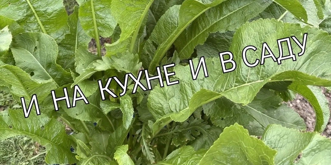 Мой способ выращивания хрена /что бы хрен не превратился в сорняк/.