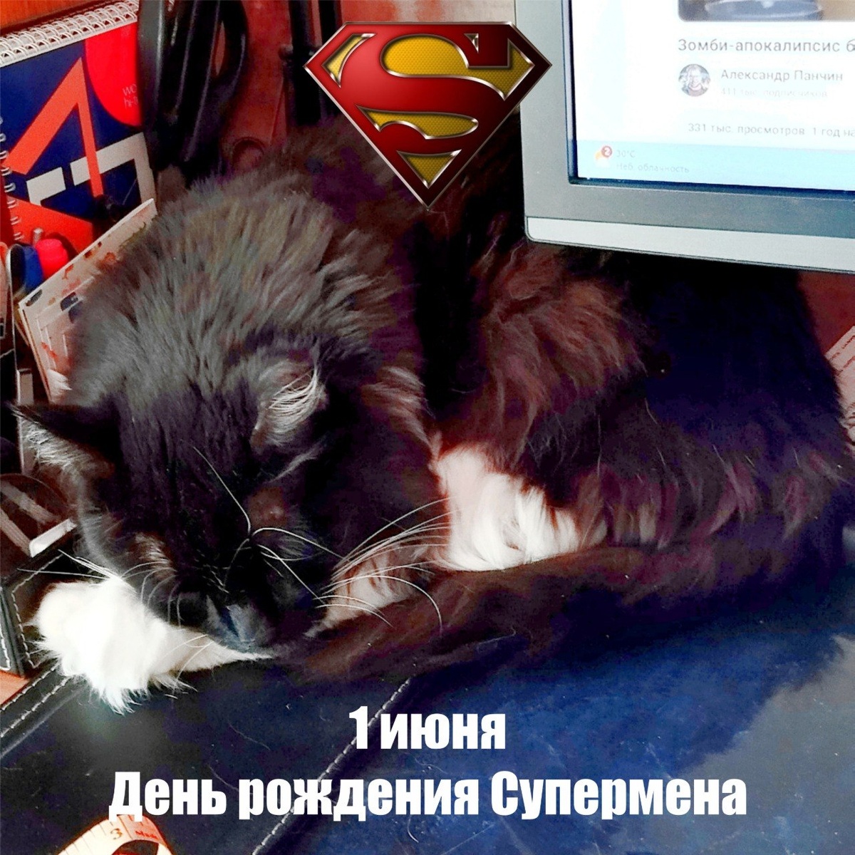 🐾 Комментарий Котейки Которого Не Пустили В Евросоюз, потому что он черный: