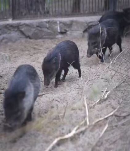 скриншот видео