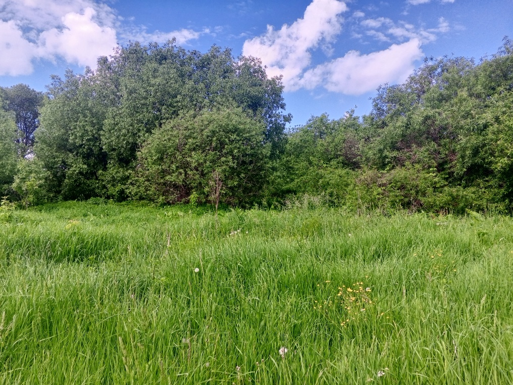 Та самая полянка.