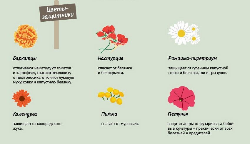 Какие растения-репелленты отпугивают вредителей?