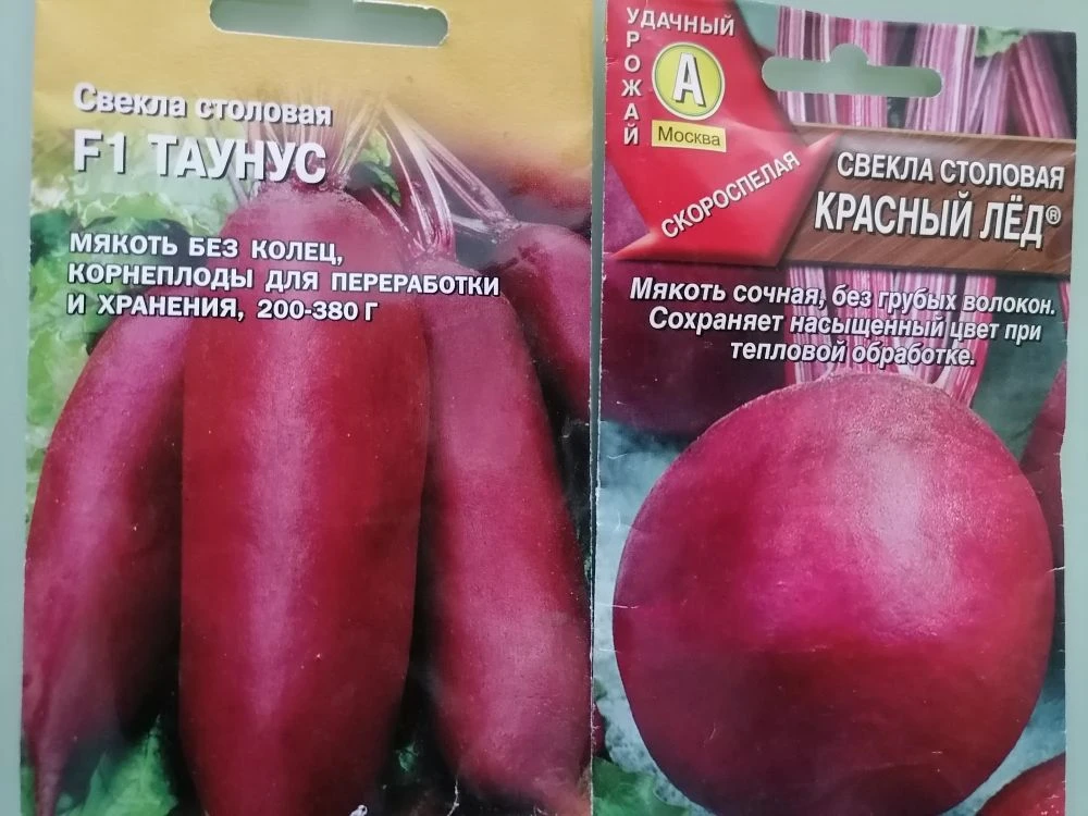 Можно сажать свёклу в июне