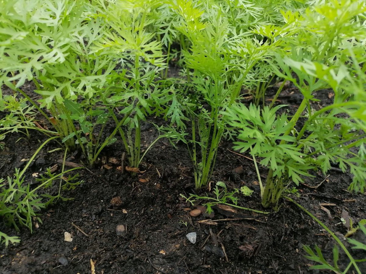 Сажаю поздно, всходит дружно, фото автора