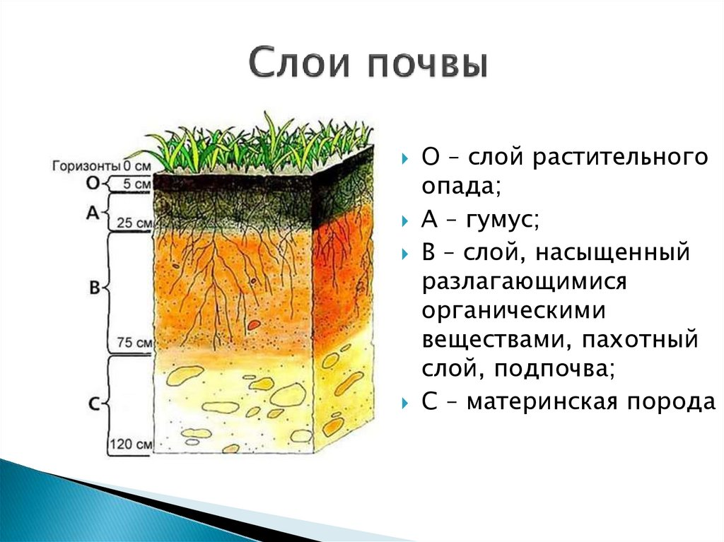 источник https://ppt-online.org/1035801