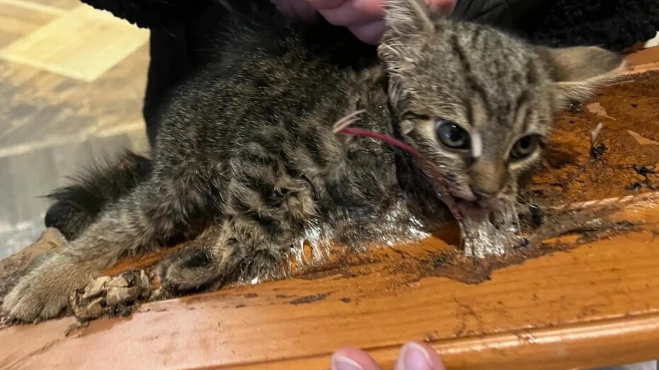 Воронежцы спасли котенка, который намертво приклеился к доске в подвале