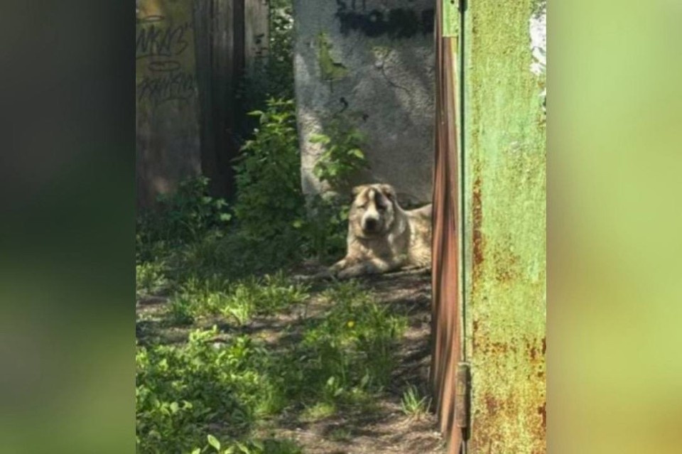    Крупный и агрессивный алабай кинулся на маленькую собаку и укусил питомца. Фото: Om1 Новосибирск.