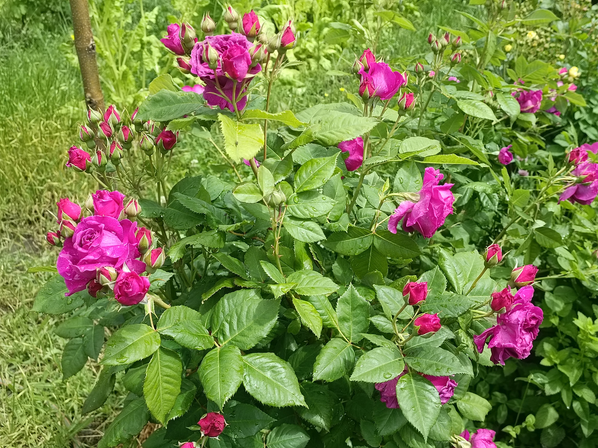 Тоже пахнет очень хорошо 👌