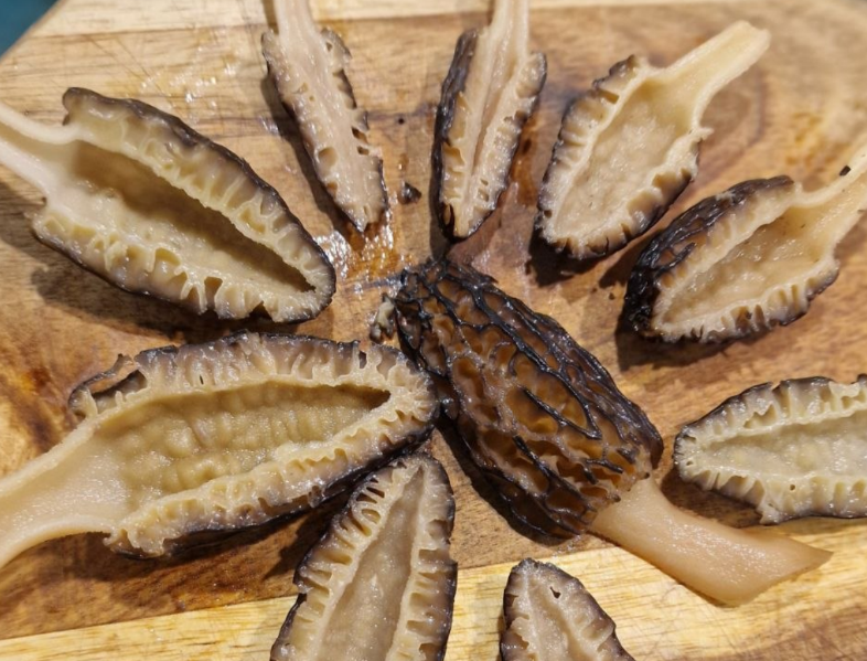 Сморчки, личный архив фото Галины Хусаиновой